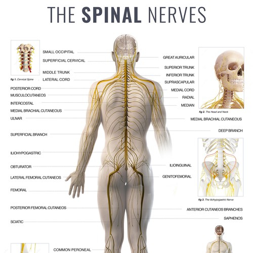 The Spinal Nerves