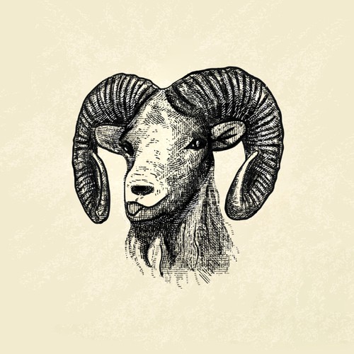 Mountain sheep illustration