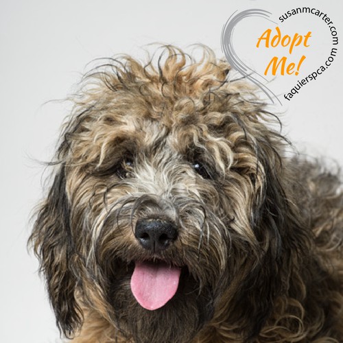 Help Rescue Animals Find Homes