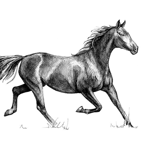 Horse. Hand drawn sketch