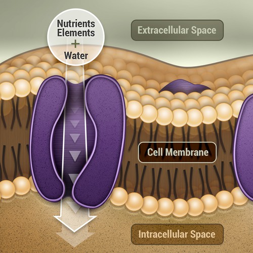 Human Skin Illustration