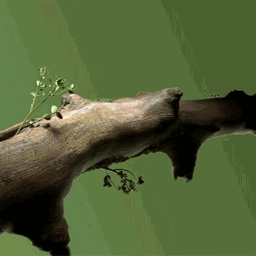 Club Opening R&D Animations