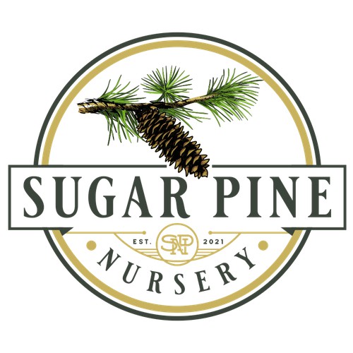 sugar pine
