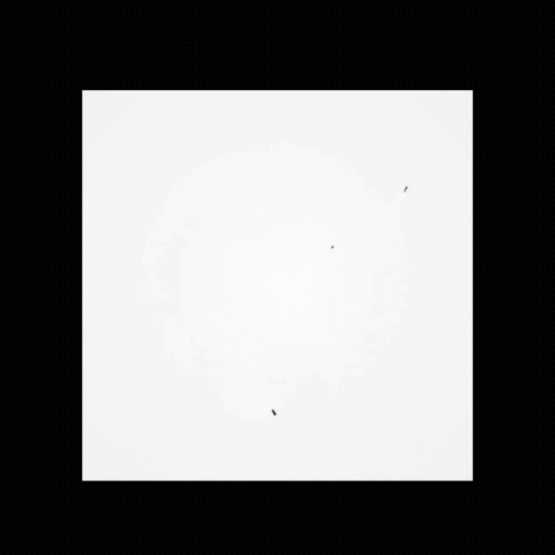 V Shark animation