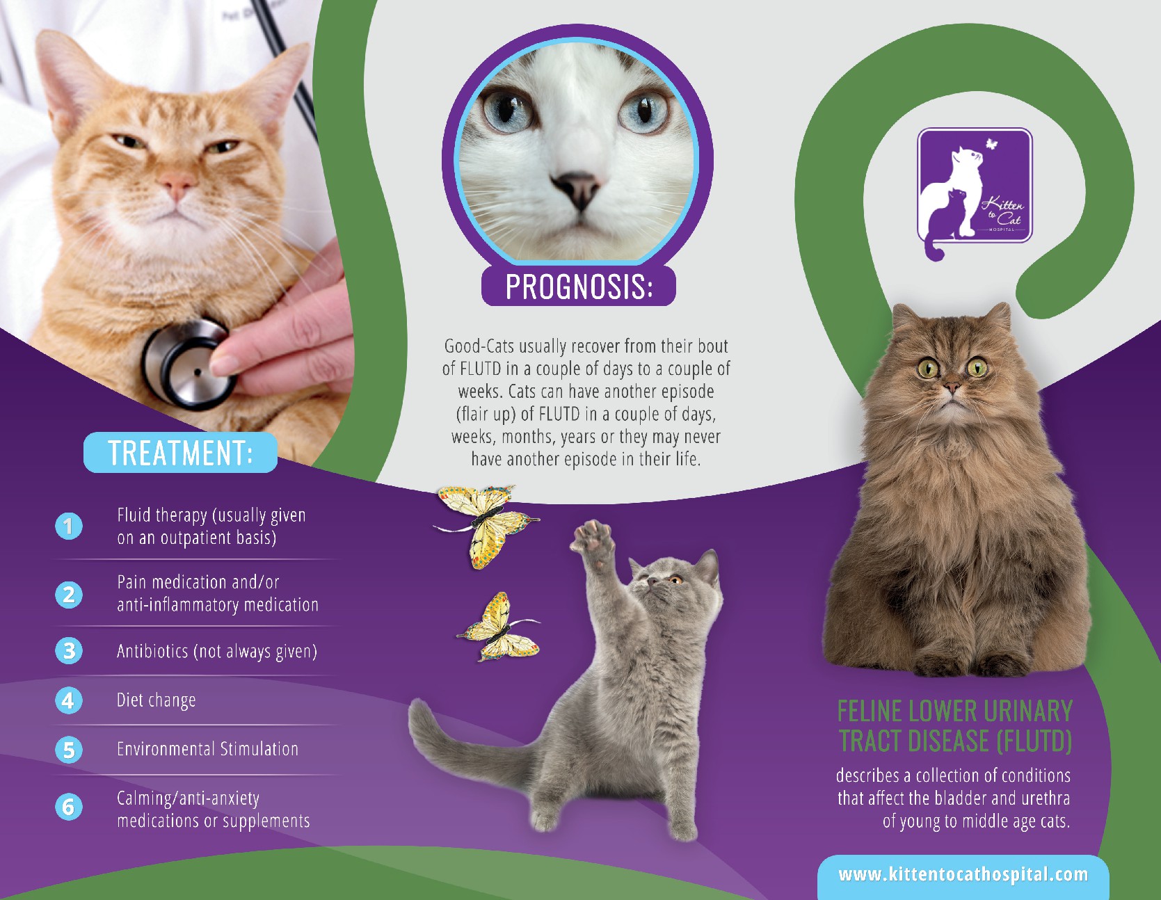 Help cats! by creating a brochure for a common CAT disease