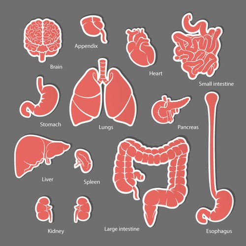 Medical illustration  for 1eq