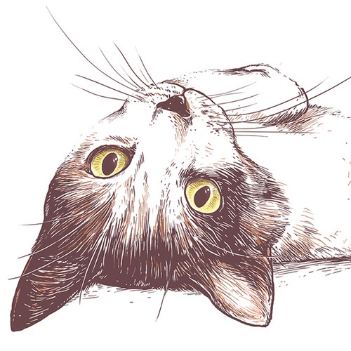 The cat