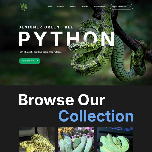 PYTHON COLLECTOR WEBSITE DESIGN