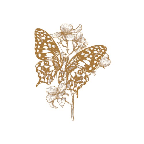 Butterfly Illustration