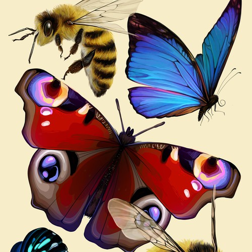 insect drawing. butterfly drawing. drawing of a bee. hummingbird drawing