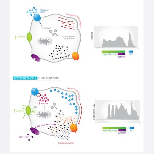 Medical Illustrations