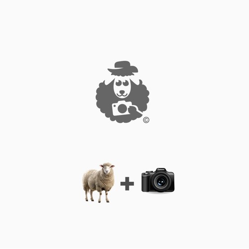 Sheep photography