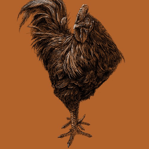 ROCKY rooster