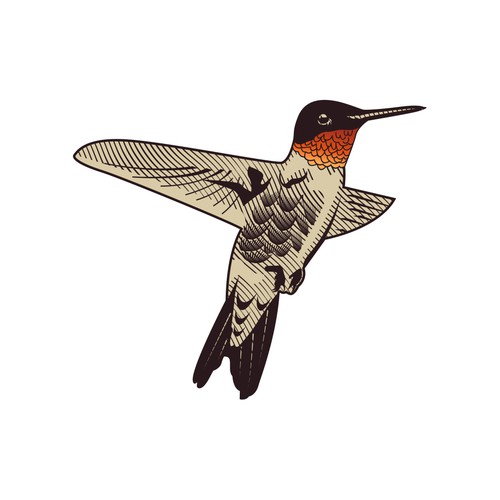 JACOBIN - HUMMINGBIRD