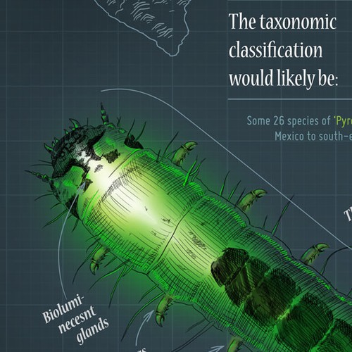 Predatory Glow Worm Infographic