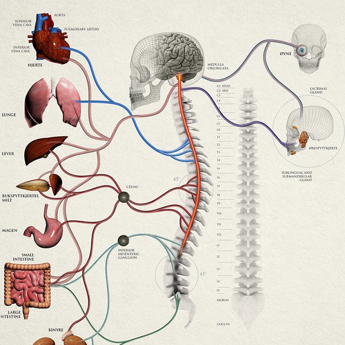 Spine and Nerve Chart Illustration for Patient Education.
